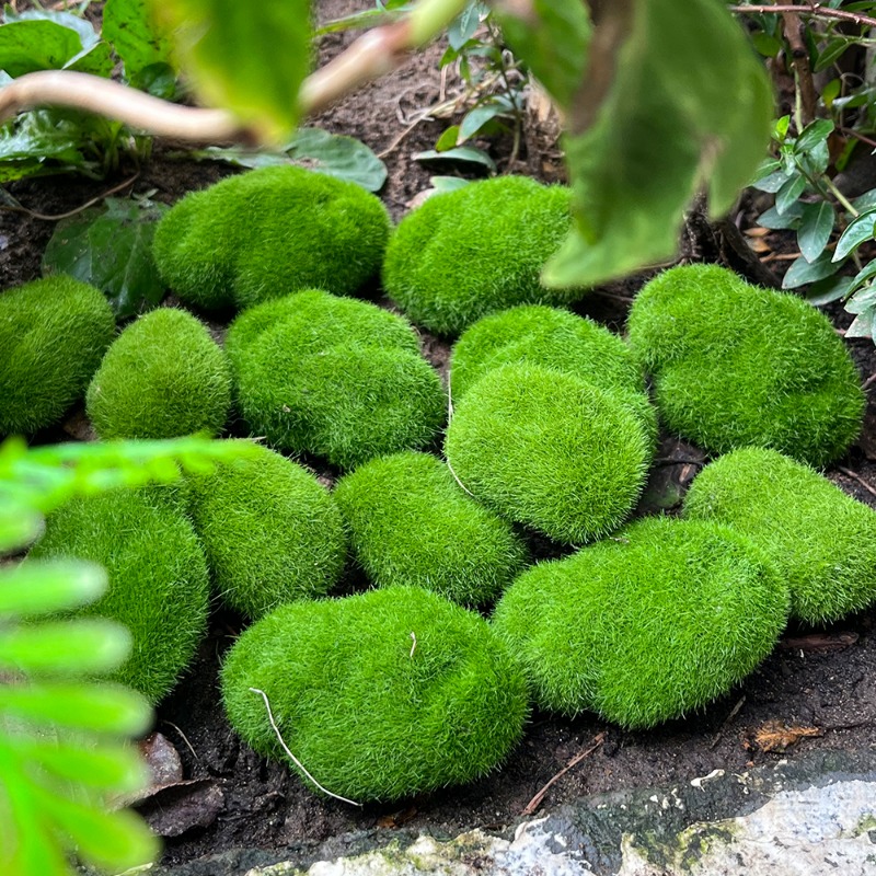 100/5 個人工苔石フェイクグリーン苔石植物 DIY 工芸 - Sphagnum Moss Dry のレビューと価格